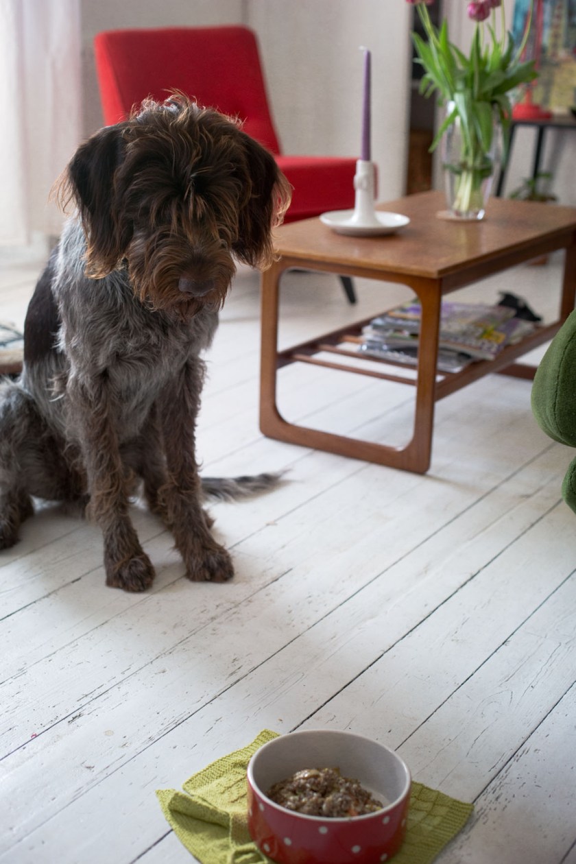 germain wire haired pointer dog