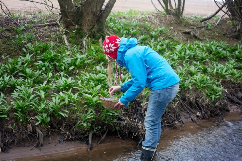 picking ramsons