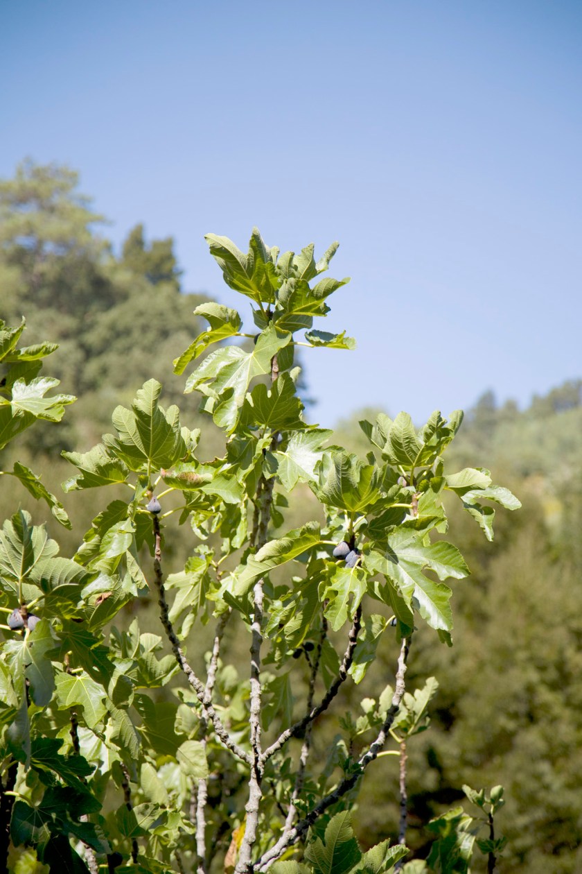 fig tree